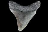 Bargain, Megalodon Tooth - North Carolina #76334-1